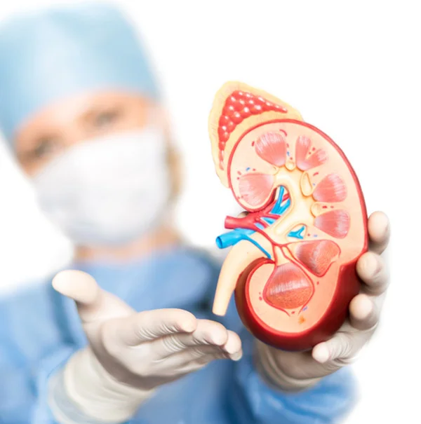 Nephrologists Email Addresses

